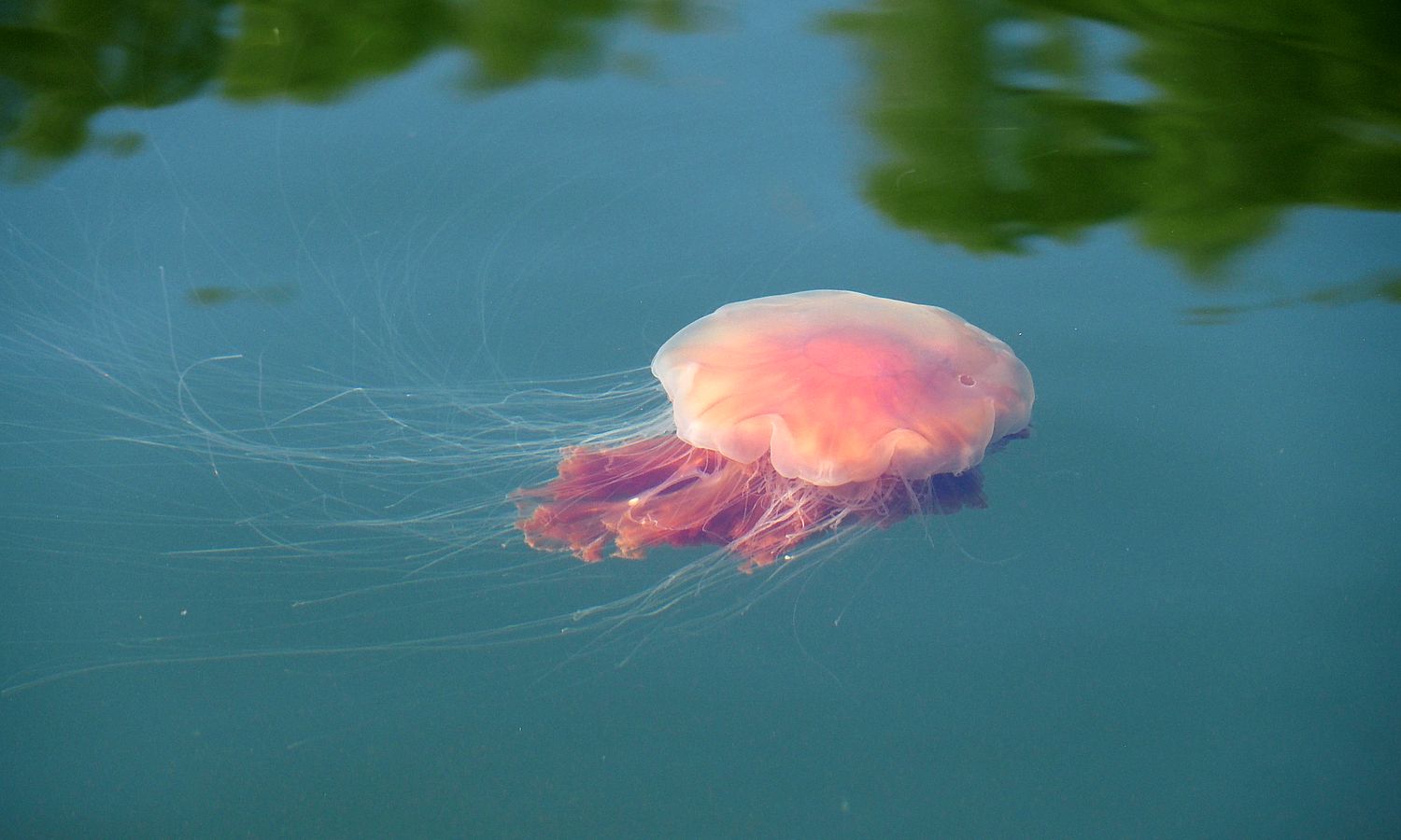 meduza Skocia